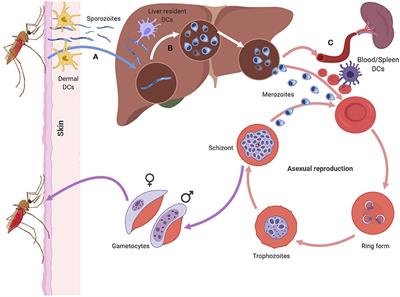 The Impact of Malaria Parasites on Dendritic Cell–T Cell Interaction